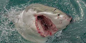 Great White Sharks