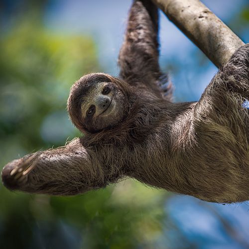 International Sloth Day Sloths Need Our Help The Great Projects Captioned this little guy will melt you heart, this photo posted to reddit has already melted ours. international sloth day sloths need